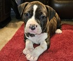 Small #3 American Pit Bull Terrier