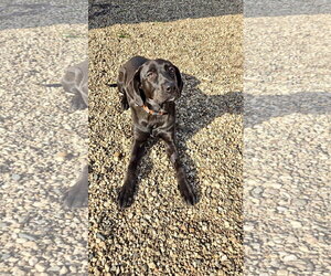 Wednesday - Female Labrador Retriever-Unknown Mix Dog for Adoption - Photo #2