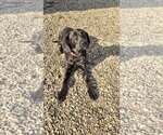 Small Photo #2 Labrador Retriever-Unknown Mix Puppy For Sale in Estherville, IA, USA