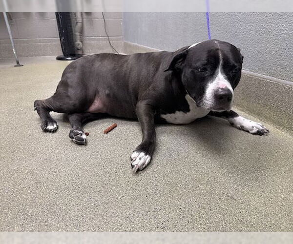 Medium Photo #1 Mutt Puppy For Sale in Las Vegas, NV, USA