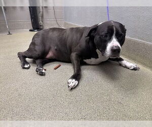 Mutt Dogs for adoption in Las Vegas, NV, USA