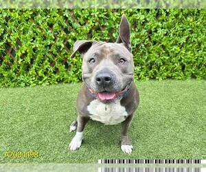 Staffordshire Bull Terrier Dogs for adoption in West Palm Beach, FL, USA