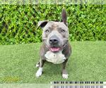 Small Staffordshire Bull Terrier