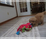Small #13 Golden Retriever