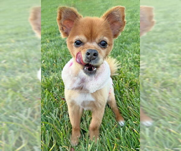 Medium Photo #4 Pomeranian-Unknown Mix Puppy For Sale in Arlington, VA, USA