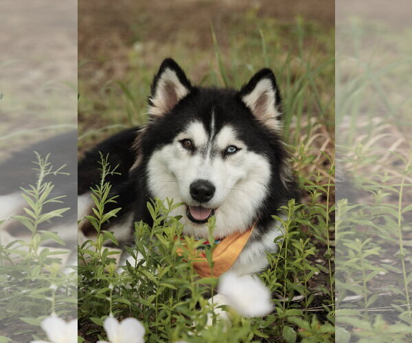 Medium Photo #5 Siberian Husky Puppy For Sale in Carrollton, TX, USA