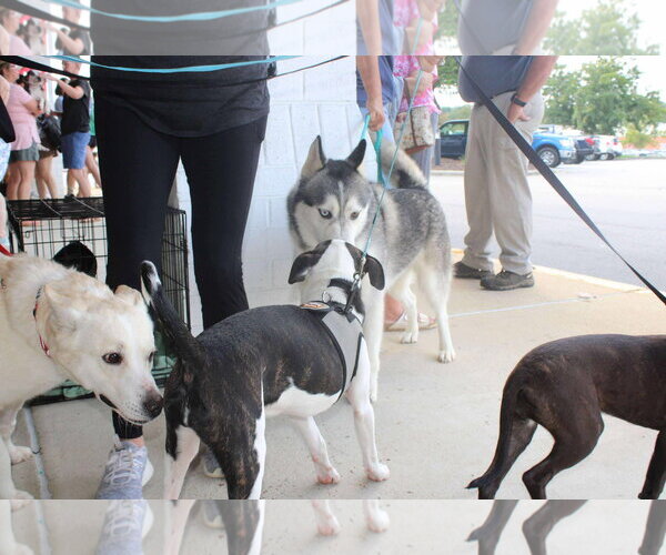 Medium Photo #7 Siberian Husky Puppy For Sale in Holly Springs, NC, USA