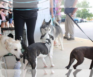 Hachi - Male Siberian Husky Dog for Adoption - Photo #7