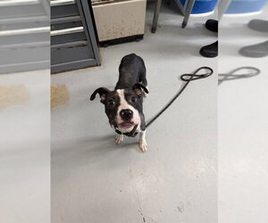 American Pit Bull Terrier-Unknown Mix Dogs for adoption in Corpus Christi, TX, USA
