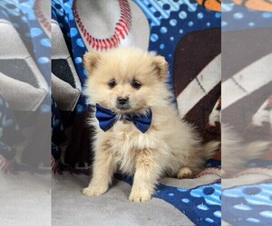 Pomeranian Puppy for sale in CHRISTIANA, PA, USA