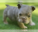 Small Photo #16 Bulldog Puppy For Sale in STOCKBRIDGE, GA, USA