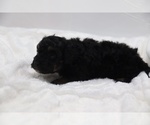 Small #48 Cockapoo