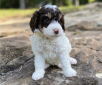 Puppy Yellow Girl Miniature Bernedoodle