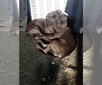 Small Photo #14 Staffordshire Bull Terrier Puppy For Sale in LONG BEACH, CA, USA