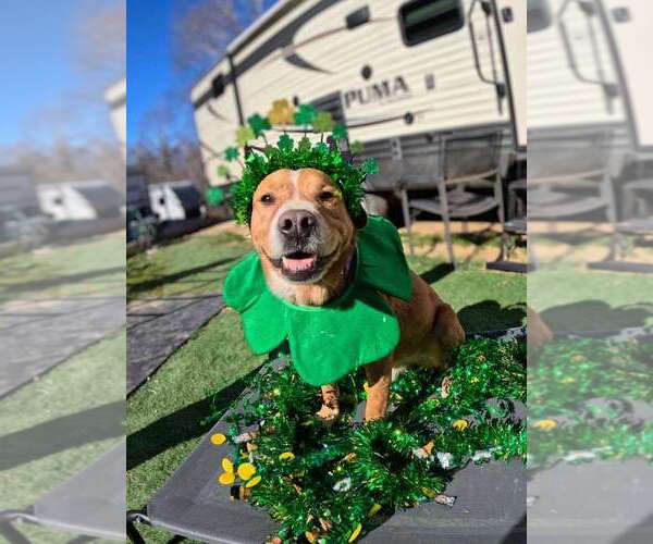 Medium Photo #2 Labbe Puppy For Sale in garner, NC, USA