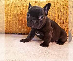 French Bulldog Puppy for sale in PALMDALE, CA, USA