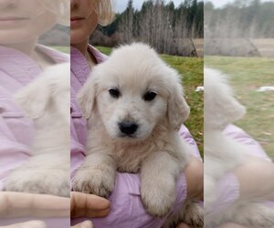 English Cream Golden Retriever Puppy for sale in EVERETT, WA, USA