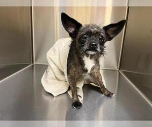 Toxirn Dogs for adoption in Orange, CA, USA