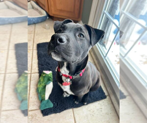 Medium Photo #2 Labrador Retriever-Unknown Mix Puppy For Sale in Rockaway, NJ, USA
