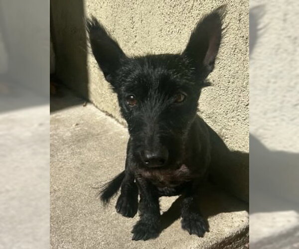 Medium Photo #1 Mutt Puppy For Sale in Corona, CA, USA