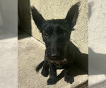 Luna - Female Mutt Dog for Adoption - Small photo