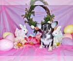 Small #11 Chihuahua