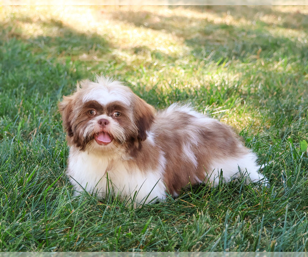 Medium Photo #11 Shih Tzu Puppy For Sale in SYRACUSE, IN, USA