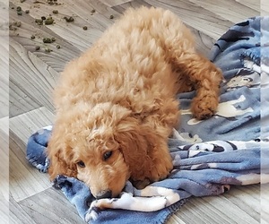 Goldendoodle Puppy for sale in OAK HARBOR, WA, USA