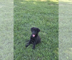 Aussiedor Puppy for sale in MADISON, VA, USA