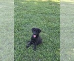 Small Aussiedor