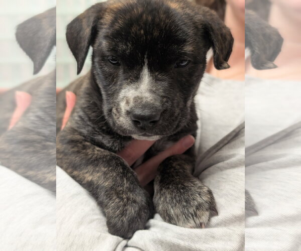 Medium Photo #14 American Staffordshire Terrier-Unknown Mix Puppy For Sale in Holly Springs, NC, USA