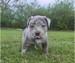 Small #1 American Bully