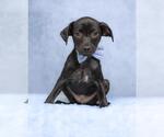 Small #1 Chihuahua Mix