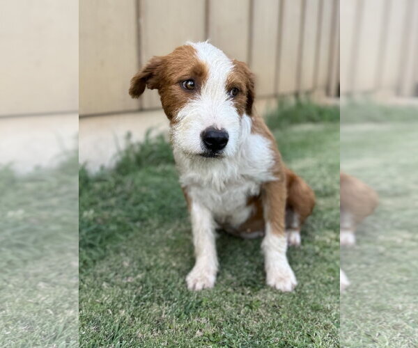 Medium Photo #4 Mutt Puppy For Sale in PIPE CREEK, TX, USA
