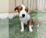 Small #3 Mutt