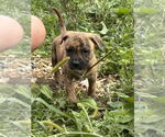Small #1 American Bandogge mastiff