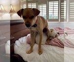 Small #3 Chihuahua Mix