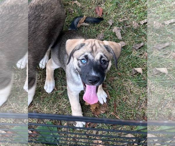 Medium Photo #1 Huskies -Labrador Retriever Mix Puppy For Sale in Mechanicsburg, PA, USA