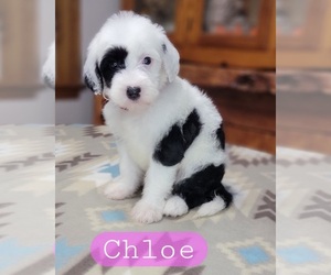 Medium Sheepadoodle