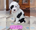 Puppy Chloe Sheepadoodle