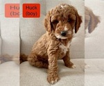 Puppy Huck Goldendoodle