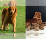 Small Photo #6 Golden Retriever Puppy For Sale in MILLERSBURG, OH, USA