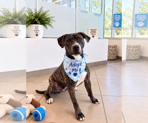 Boxer Dogs for adoption in Euless, TX, USA