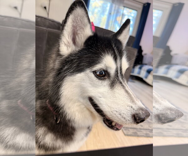 Medium Photo #3 Siberian Husky-Unknown Mix Puppy For Sale in Oakhurst, NJ, USA