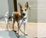 Small #1 Mutt
