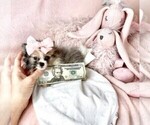 Small #8 Pomeranian
