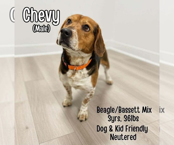 Medium Photo #1 Bagle Hound Puppy For Sale in Westwood, NJ, USA