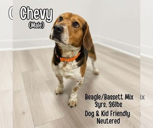 Bagle Hound Dogs for adoption in Westwood, NJ, USA