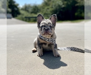 French Bulldog Puppy for sale in VERADALE, WA, USA