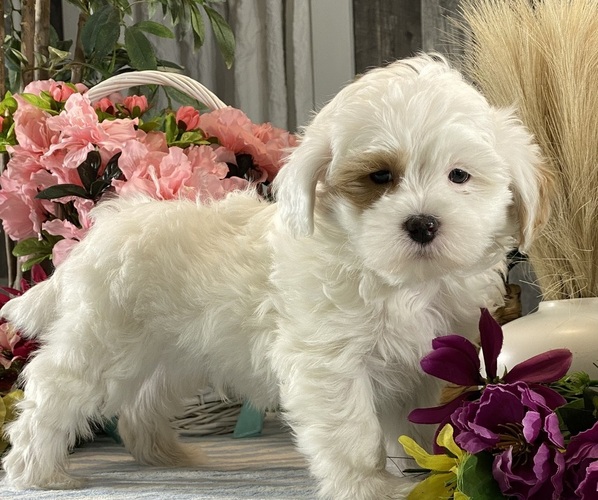 Medium Photo #3 ShihPoo Puppy For Sale in CANOGA, NY, USA